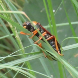 Perga sp. (genus) at Gigerline Nature Reserve - 16 Feb 2024