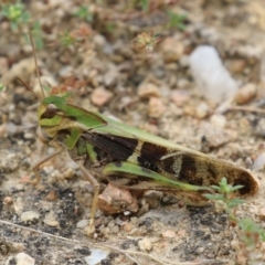 Gastrimargus musicus (Yellow-winged Locust or Grasshopper) at Gigerline Nature Reserve - 16 Feb 2024 by RodDeb
