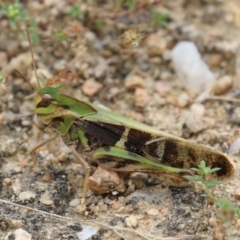 Gastrimargus musicus (Yellow-winged Locust or Grasshopper) at Tharwa, ACT - 16 Feb 2024 by RodDeb