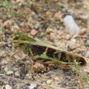 Gastrimargus musicus at Gigerline Nature Reserve - 16 Feb 2024