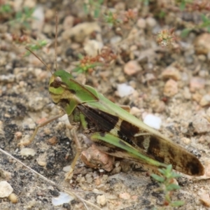 Gastrimargus musicus at Gigerline Nature Reserve - 16 Feb 2024