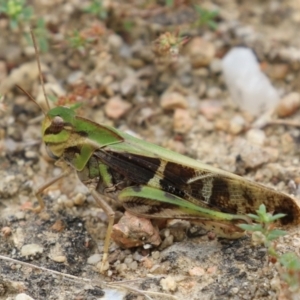 Gastrimargus musicus at Gigerline Nature Reserve - 16 Feb 2024