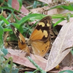 Heteronympha merope (Common Brown Butterfly) at Tharwa, ACT - 16 Feb 2024 by RodDeb