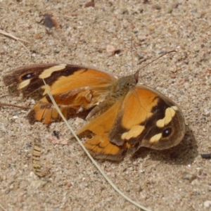 Heteronympha merope at Gigerline Nature Reserve - 16 Feb 2024 01:11 PM