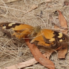 Heteronympha merope at Gigerline Nature Reserve - 16 Feb 2024 01:11 PM