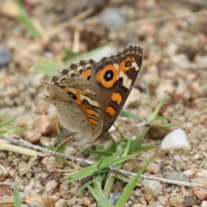 Junonia villida at Gigerline Nature Reserve - 16 Feb 2024