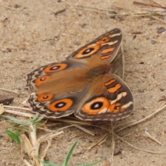 Junonia villida at Gigerline Nature Reserve - 16 Feb 2024