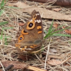 Junonia villida at Gigerline Nature Reserve - 16 Feb 2024 01:38 PM