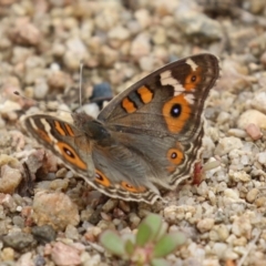 Junonia villida at Gigerline Nature Reserve - 16 Feb 2024