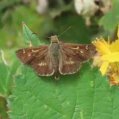 Dispar compacta (Barred Skipper) at Gigerline Nature Reserve - 16 Feb 2024 by RodDeb