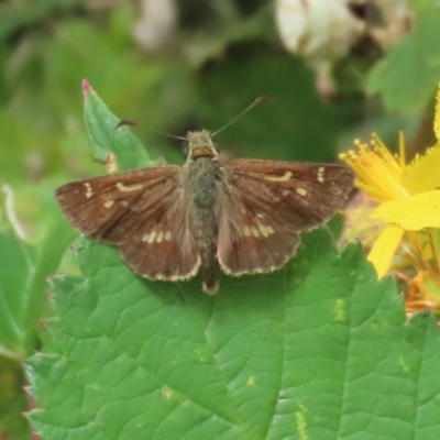 Dispar compacta (Barred Skipper) at Gigerline Nature Reserve - 16 Feb 2024 by RodDeb