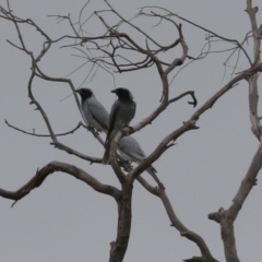Coracina novaehollandiae (Black-faced Cuckooshrike) at Tharwa, ACT - 16 Feb 2024 by RodDeb