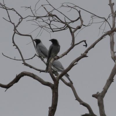 Coracina novaehollandiae (Black-faced Cuckooshrike) at Tharwa, ACT - 16 Feb 2024 by RodDeb