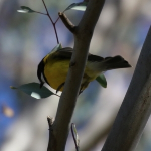 Pachycephala pectoralis at Gigerline Nature Reserve - 16 Feb 2024 01:08 PM