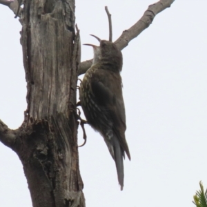 Cormobates leucophaea at Gigerline Nature Reserve - 16 Feb 2024