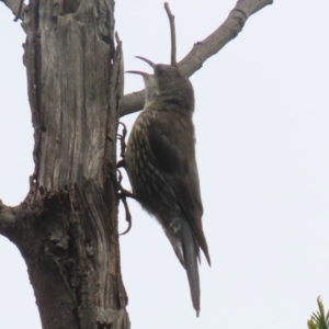 Cormobates leucophaea at Gigerline Nature Reserve - 16 Feb 2024