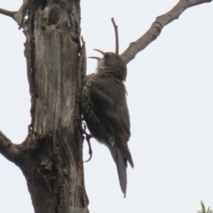 Cormobates leucophaea at Gigerline Nature Reserve - 16 Feb 2024