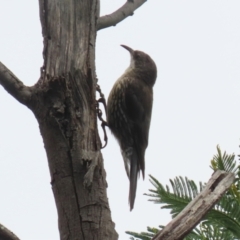 Cormobates leucophaea at Gigerline Nature Reserve - 16 Feb 2024