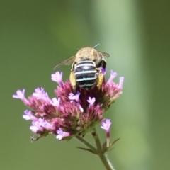 Amegilla (Zonamegilla) asserta (Blue Banded Bee) at Tharwa, ACT - 16 Feb 2024 by RodDeb