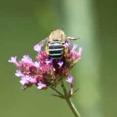 Amegilla (Zonamegilla) asserta at Gigerline Nature Reserve - 16 Feb 2024