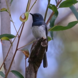 Myiagra rubecula at Gigerline Nature Reserve - 16 Feb 2024 02:57 PM