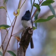 Myiagra rubecula at Gigerline Nature Reserve - 16 Feb 2024