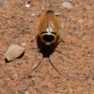 Ellipsidion australe at ANBG - 13 Feb 2024 11:33 AM