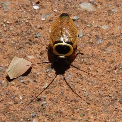 Ellipsidion australe (Austral Ellipsidion cockroach) at Acton, ACT - 13 Feb 2024 by SandraH