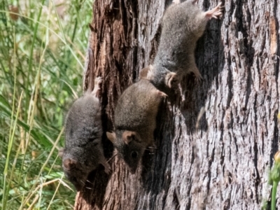 Antechinus flavipes (Yellow-footed Antechinus) at Chiltern-Mt Pilot National Park - 12 Nov 2023 by Petesteamer