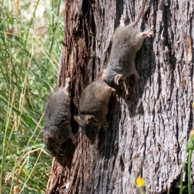 Antechinus flavipes (Yellow-footed Antechinus) at Chiltern-Mt Pilot National Park - 12 Nov 2023 by Petesteamer