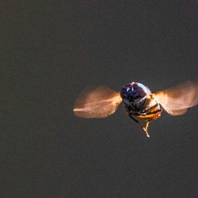 Syrphidae (family) at Longwarry North, VIC - 29 Jan 2024 by Petesteamer