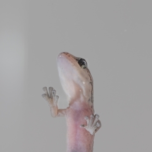 Christinus marmoratus at QPRC LGA - suppressed