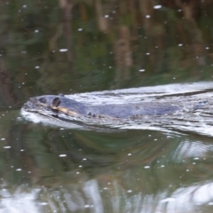 Hydromys chrysogaster (Rakali or Water Rat) at Lake Tuggeranong - 16 Feb 2024 by rawshorty