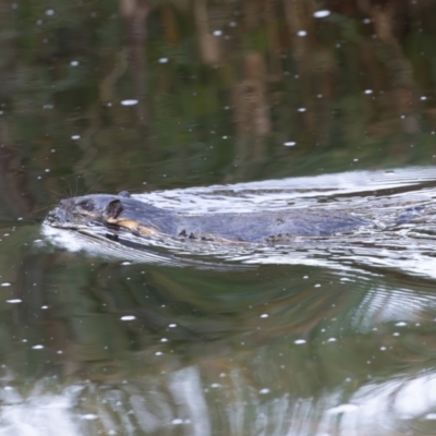 Hydromys chrysogaster (Rakali or Water Rat) at Lake Tuggeranong - 16 Feb 2024 by rawshorty