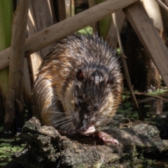 Hydromys chrysogaster (Rakali or Water Rat) at Fyshwick, ACT - 17 Feb 2024 by rawshorty