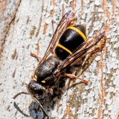 Eumeninae (subfamily) (Unidentified Potter wasp) at Longwarry North, VIC - 28 Jan 2024 by Petesteamer