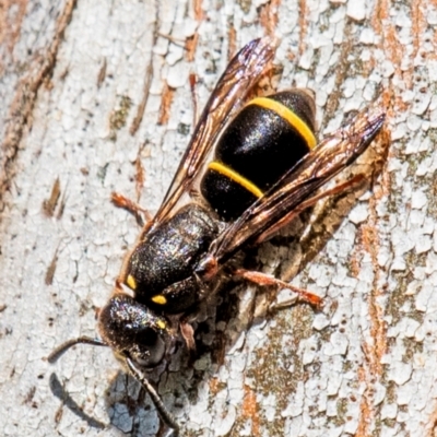 Eumeninae (subfamily) (Unidentified Potter wasp) at Longwarry North, VIC - 29 Jan 2024 by Petesteamer