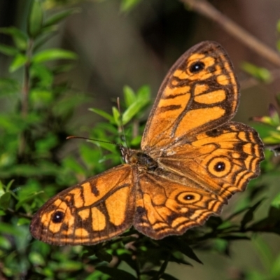 Geitoneura acantha at Longwarry North, VIC - 28 Jan 2024 by Petesteamer