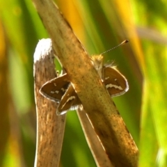 Taractrocera papyria (White-banded Grass-dart) at Wingecarribee Local Government Area - 8 Feb 2024 by Curiosity