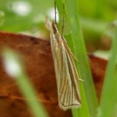 Hednota species near grammellus (Pyralid or snout moth) at Wingecarribee Local Government Area - 15 Feb 2024 by Curiosity