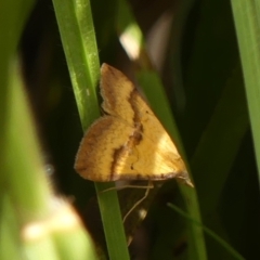 Anachloris subochraria (Golden Grass Carpet) at Wingecarribee Local Government Area - 17 Feb 2024 by Curiosity