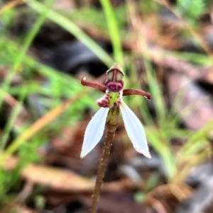 Eriochilus cucullatus at Hall, ACT - 18 Feb 2024