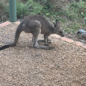 Macropus giganteus at QPRC LGA - 17 Feb 2024