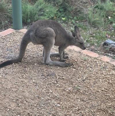 Macropus giganteus (Eastern Grey Kangaroo) at QPRC LGA - 16 Feb 2024 by yellowboxwoodland