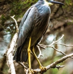 Egretta novaehollandiae (White-faced Heron) at Longwarry North, VIC - 5 Feb 2024 by Petesteamer