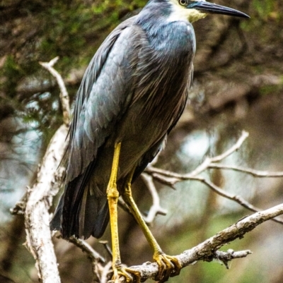 Egretta novaehollandiae (White-faced Heron) at Longwarry North, VIC - 5 Feb 2024 by Petesteamer