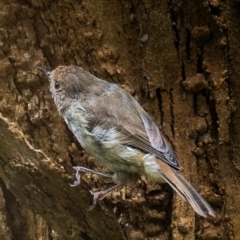 Acanthiza pusilla (Brown Thornbill) at Longwarry North, VIC - 1 Feb 2024 by Petesteamer