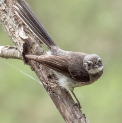 Rhipidura albiscapa (Grey Fantail) at Longwarry North, VIC - 1 Feb 2024 by Petesteamer