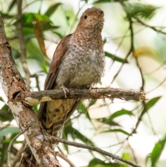 Cacomantis flabelliformis (Fan-tailed Cuckoo) at Longwarry North, VIC - 30 Jan 2024 by Petesteamer