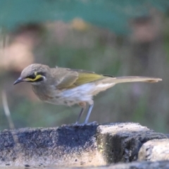 Caligavis chrysops (Yellow-faced Honeyeater) at Moruya, NSW - 17 Feb 2024 by LisaH